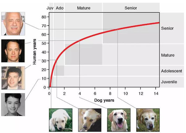 graph of the new aging formula