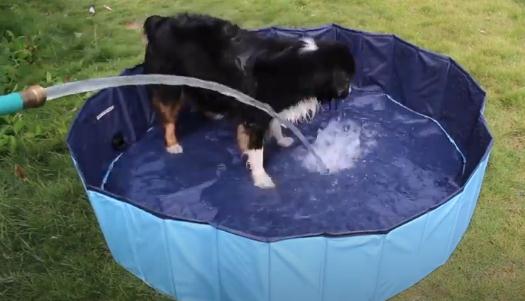 dog pool