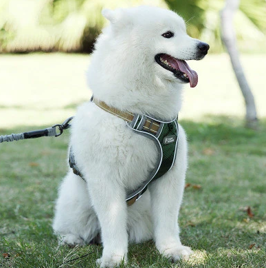 dog harness