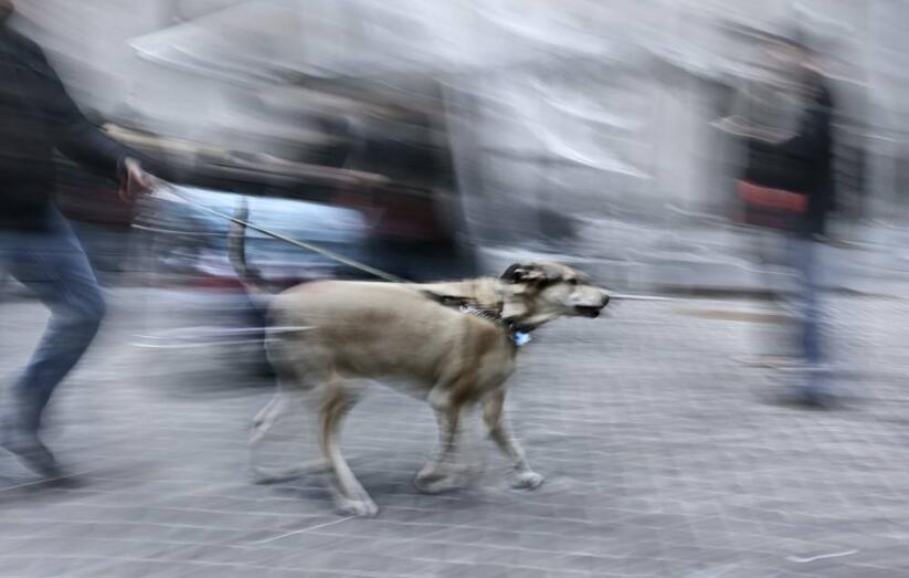 dog training in street