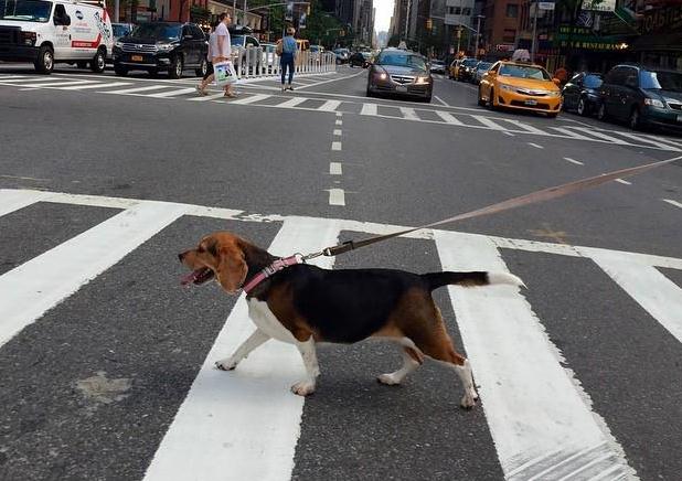 dog walk on a leash