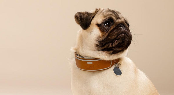 fit a dog collar