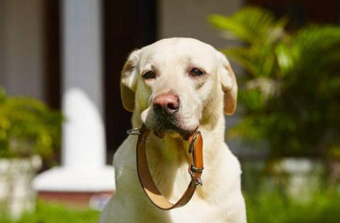 choose a well-fit collar