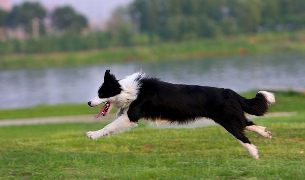 Border Collie