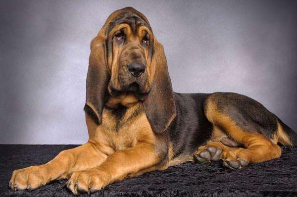 Bloodhound