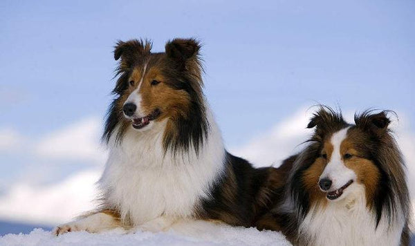 Shetland sheepdog