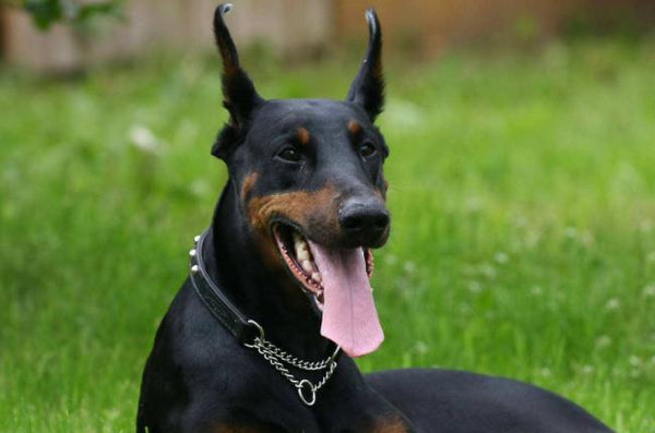 Doberman pinscher