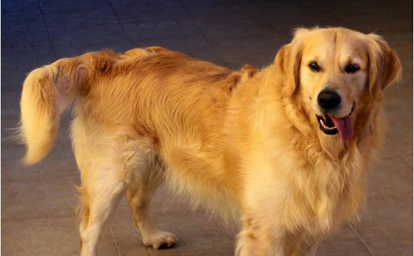 Golden retriever