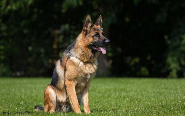 German shepherd