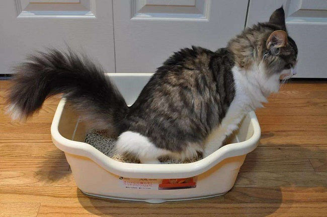  litter box