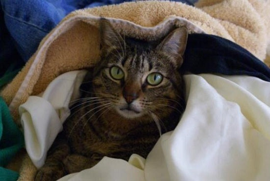 cat in a pile of laundry