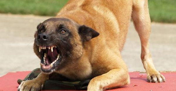 Signs of Dog Aggression
