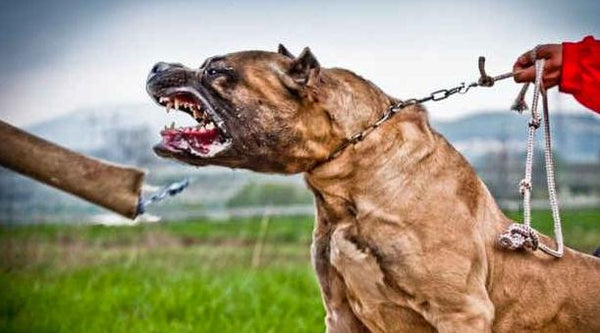 Signs of Dog Aggression