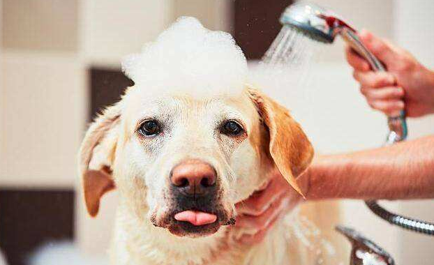 wash your dog