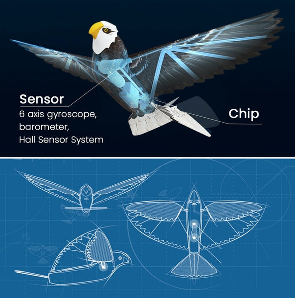 gogobird eagle