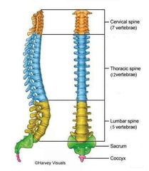 spine