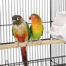 Small Parrot Parakeet Bird Cage