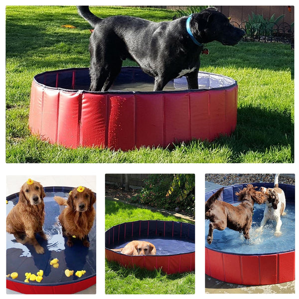 dog pool