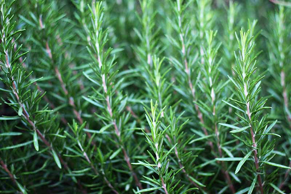 rosemary