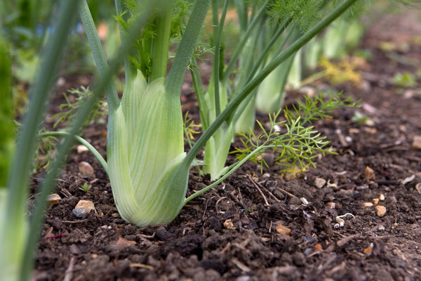 fennel