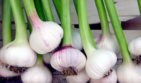 garlic