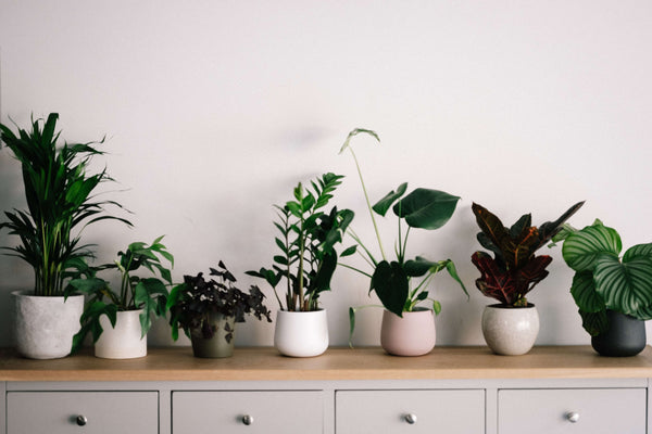 houseplant arrangement