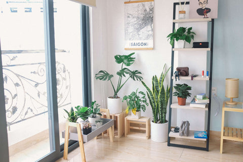 Houseplant Arrangement
