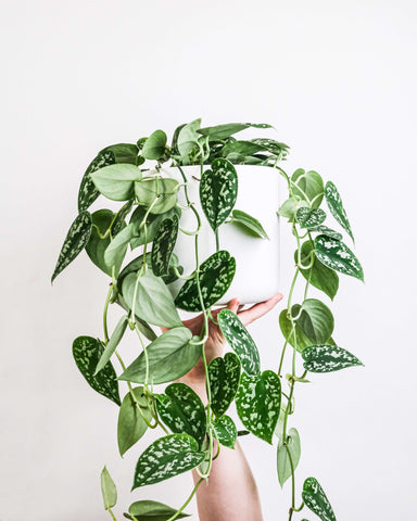 houseplant