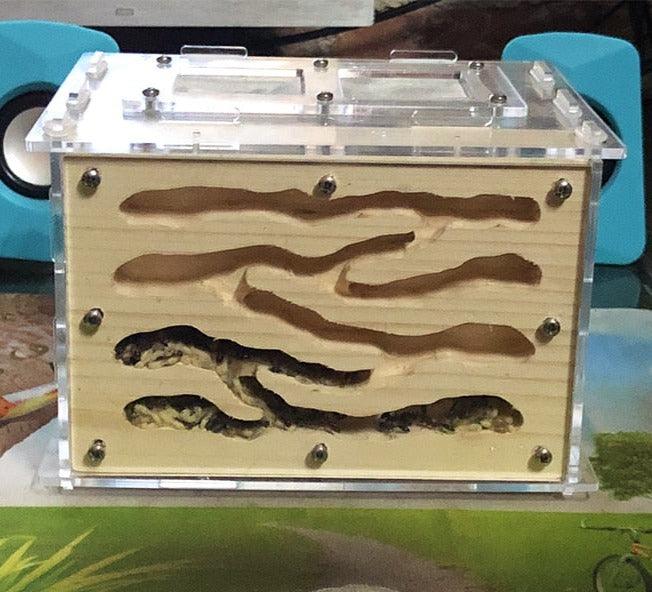 DIY Wooden Farm Ecological Acrylic Ant Hill Workshop