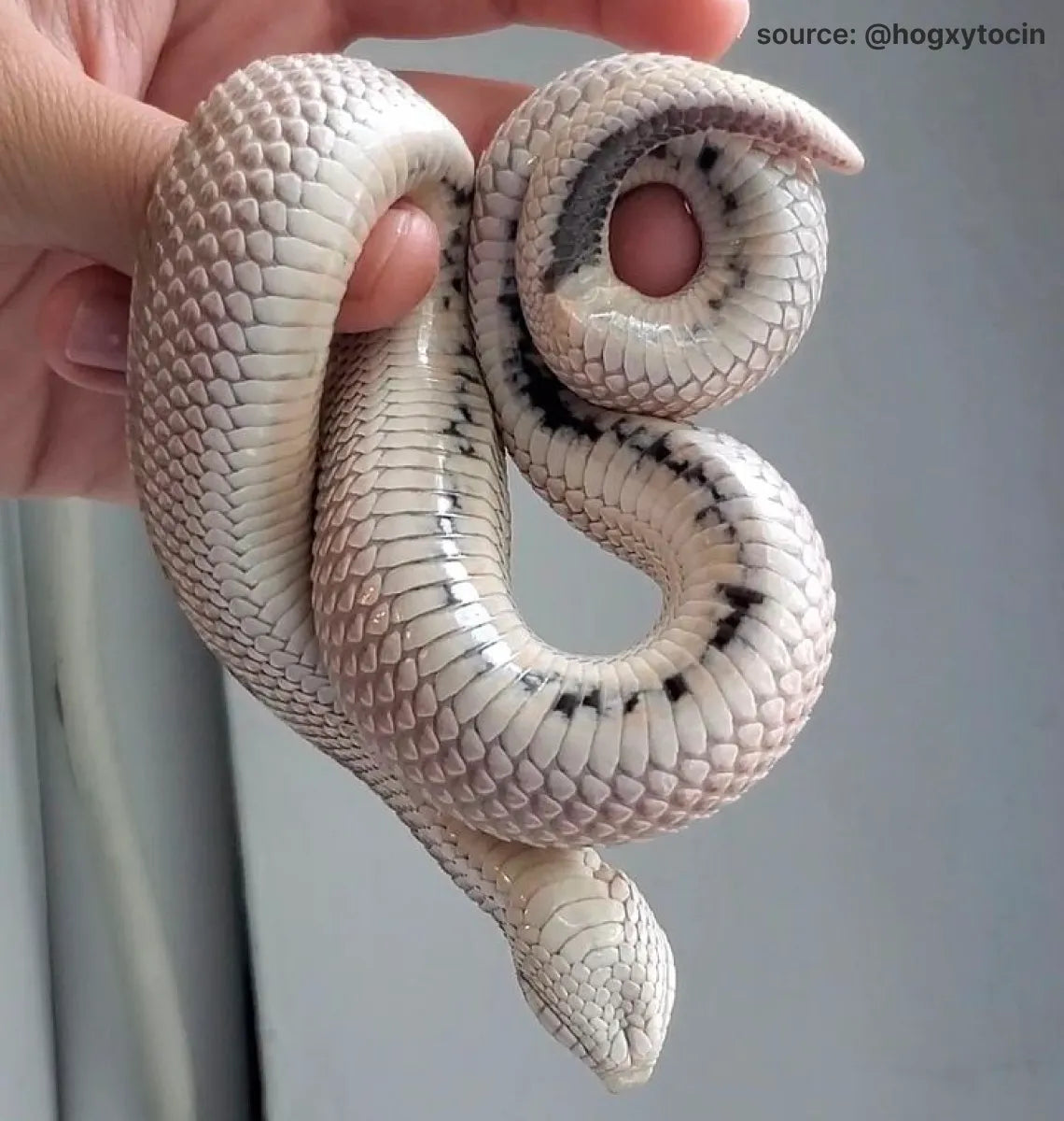hognose snake 1