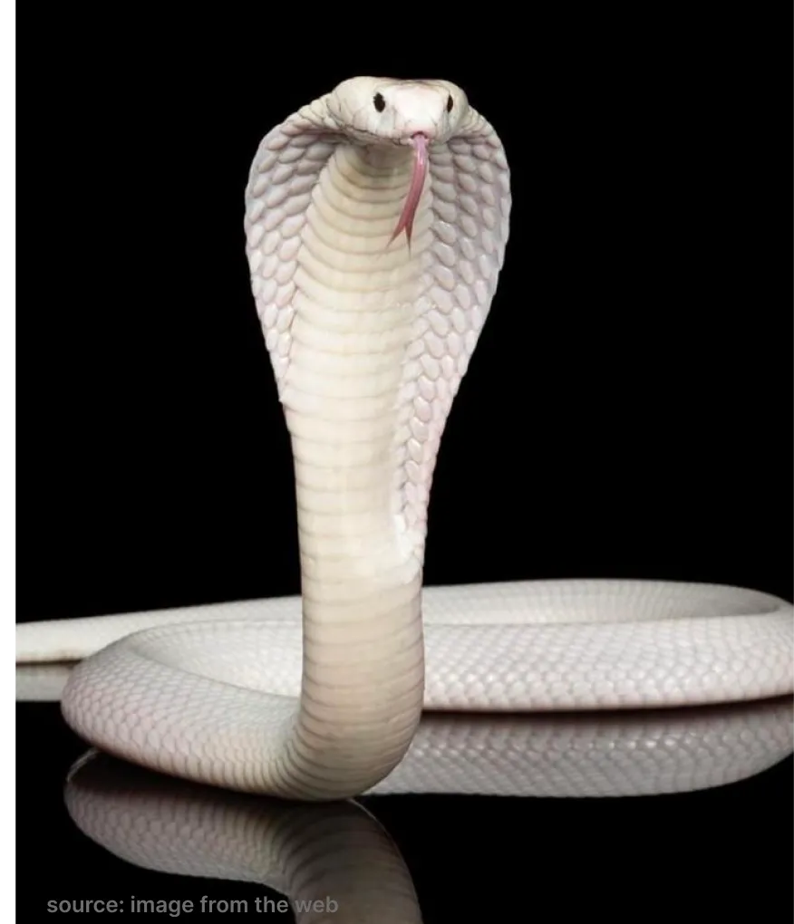 Other Snake 5