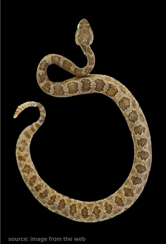Other Snake 6