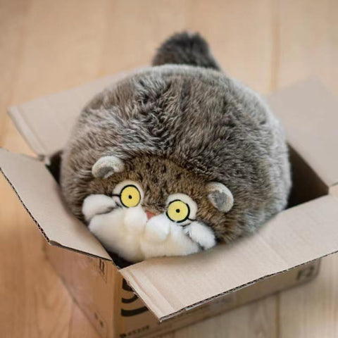 Our chubby manul plush toy