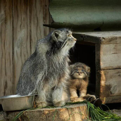 Pallas's Cat