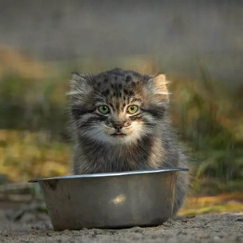 Pallas's Cat