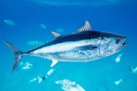 What is tuna? Knowledge about Tuna Fish