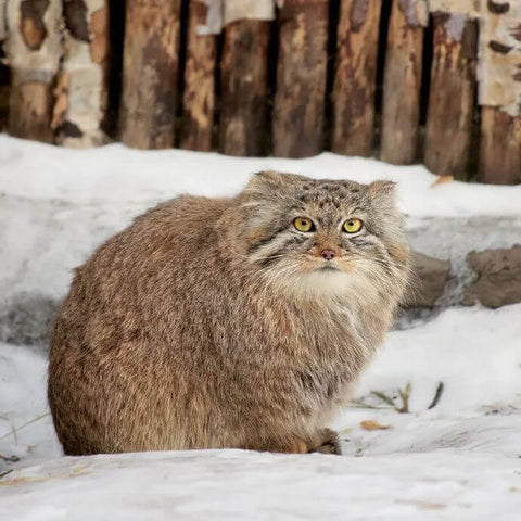 International Pallas Cat Day, The Original Grumpy Cat - Pallas Cat(Manul)