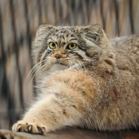 Pallas's Cat