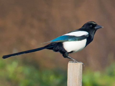 What is Eurasian Magpie? Something about Eurasian Magpie