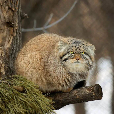 Pallas's Cat