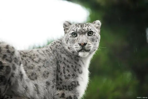 World Snow Leopard Day, you should know these knowledge about snow leopards