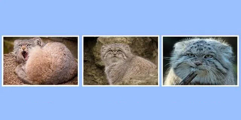 International Pallas Cat Day, The Original Grumpy Cat - Pallas Cat(Manul)