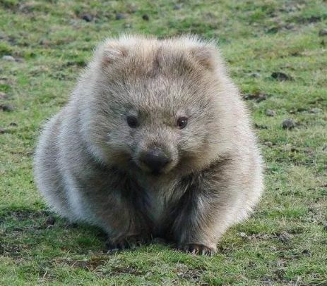 Wombat