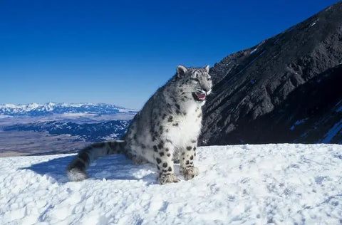 World Snow Leopard Day, you should know these knowledge about snow leopards