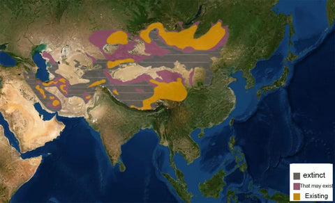 International Pallas Cat Day, The Original Grumpy Cat - Pallas Cat(Manul)