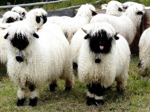 Sheep