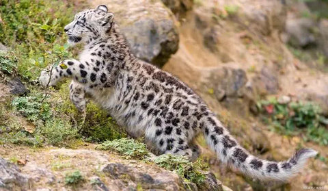 World Snow Leopard Day, you should know these knowledge about snow leopards