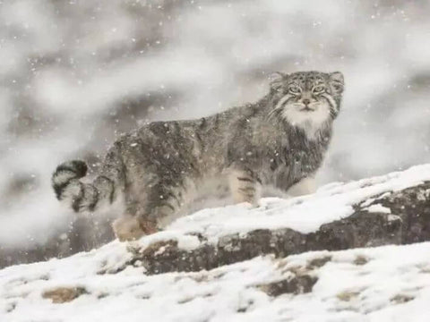 International Pallas Cat Day, The Original Grumpy Cat - Pallas Cat(Manul)