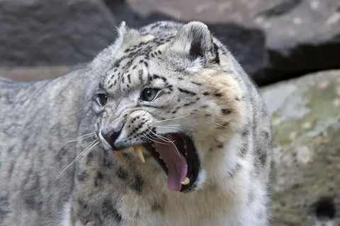 World Snow Leopard Day, you should know these knowledge about snow leopards