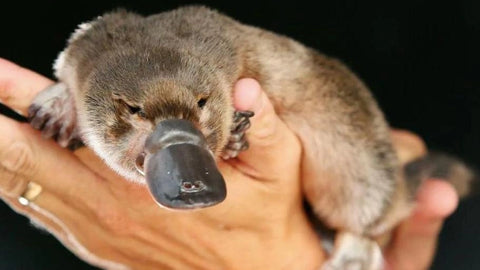 8 Interesting Platypus Facts